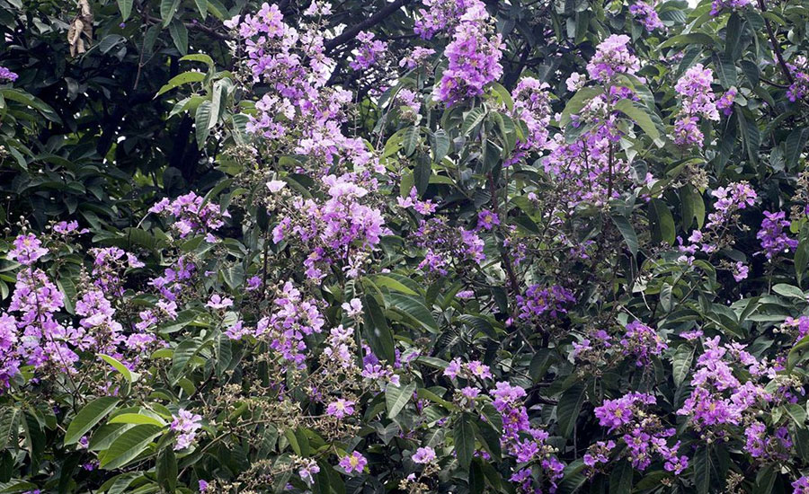 সড়কে শোভা পাচ্ছে কৃষ্ণচূড়া-জারুল ফুল