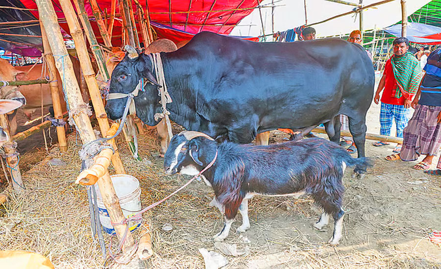 ঢাকায় ২২ লাখে কালা মানিক, সঙ্গে খাসি ফ্রি