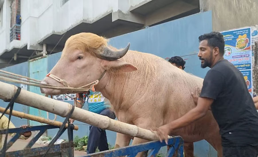 আলোচিত মহিষ ‘ডোনাল্ড ট্রাম্প’ এর ঠিকানা হচ্ছে চিড়িয়াখানা