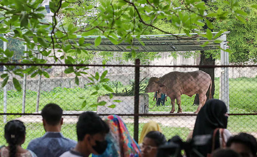ডোনাল্ড ট্রাম্প’ দিনে খাচ্ছে ২৫ কেজি ঘাস, আধা মণ পানি, সঙ্গে ছোলা-ভুসি