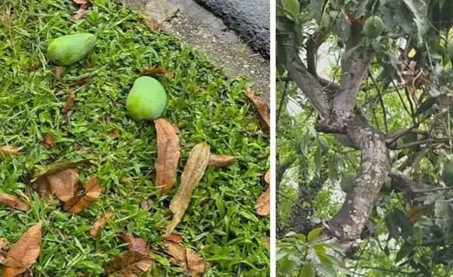 যে দেশে পড়ে থাকা আম কুড়োলেই গুনতে হয় ৫ লাখ টাকা জরিমানা!