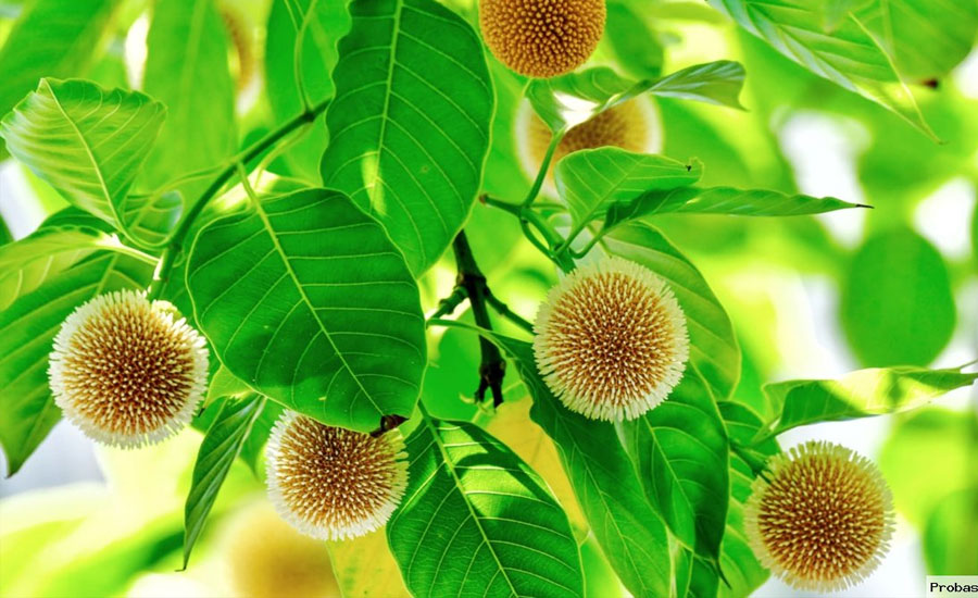 পত্নীতলায় মুগ্ধতা ছড়াচ্ছে কদম ফুল