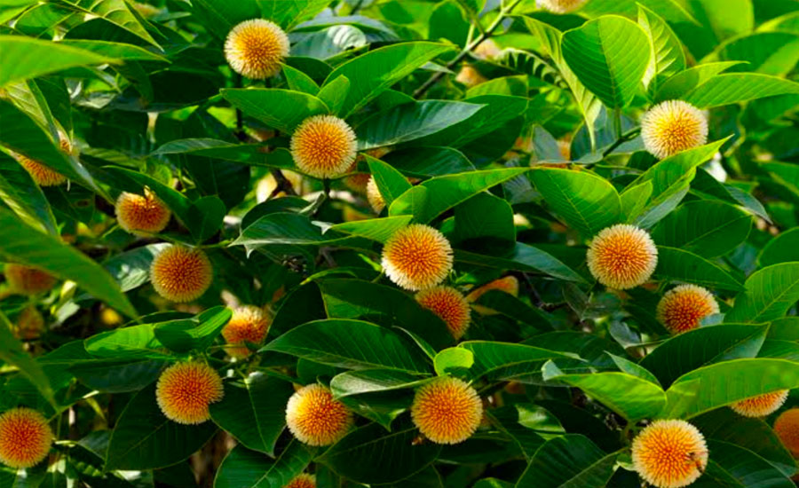 পত্নীতলায় মুগ্ধতা ছড়াচ্ছে কদম ফুল