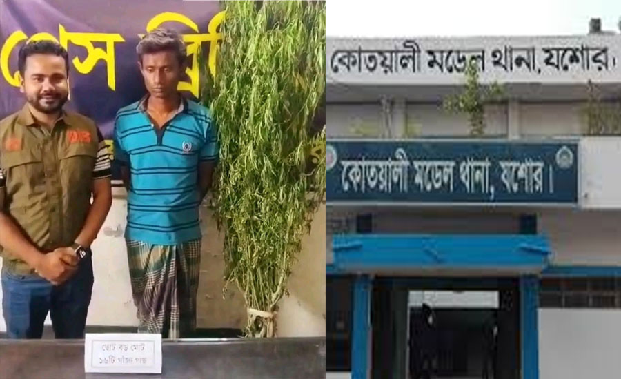 যশোরে নার্সারির ভেতরে গাঁজা গাছ ডিবির অভিযানে আটক ১