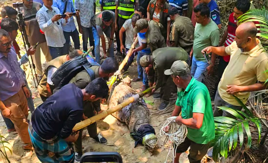 কুমির সরিয়ে নেওয়ায় ক্ষোভ খাদেমের, মাজারের দিঘিতে ফিরিয়ে দেওয়ার দাবি