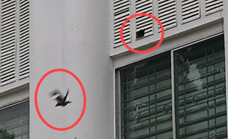 গাজীপুরের রাজবাড়ি ডিসি কার্যালয়ের দেয়ালে গ্রিল কেটে তৈরি ‘পাখির কুঠরি’, ব্যতিক্রমী উদ্যোগে প্রশংসার ঝড়