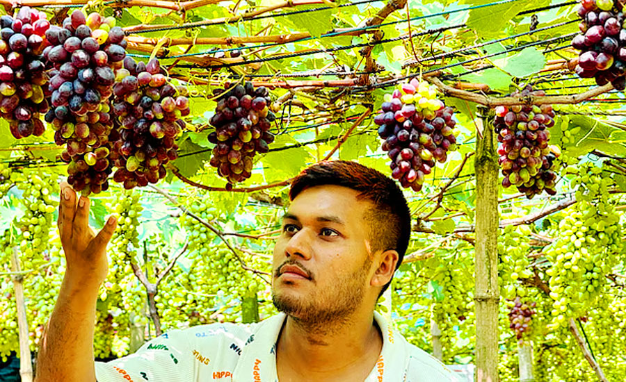 প্রকৌশলী থেকে আঙুরচাষি, এক বছরেই আয় ৩৬ লাখ টাকা