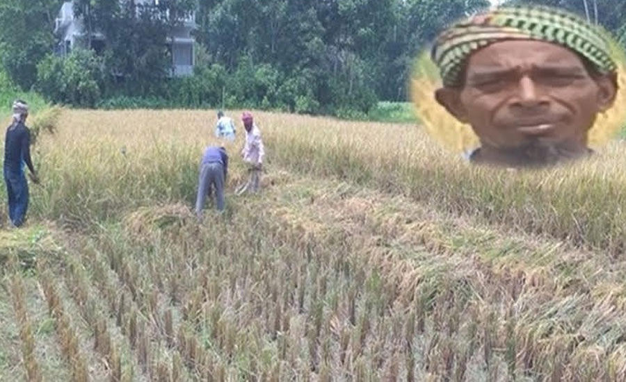 রক্ত-পানি করা পরিশ্রমে সফলতার হাসি, ঈদের আগে কৃষক হোসেনের ঘরে ৮৫ মণ ধান