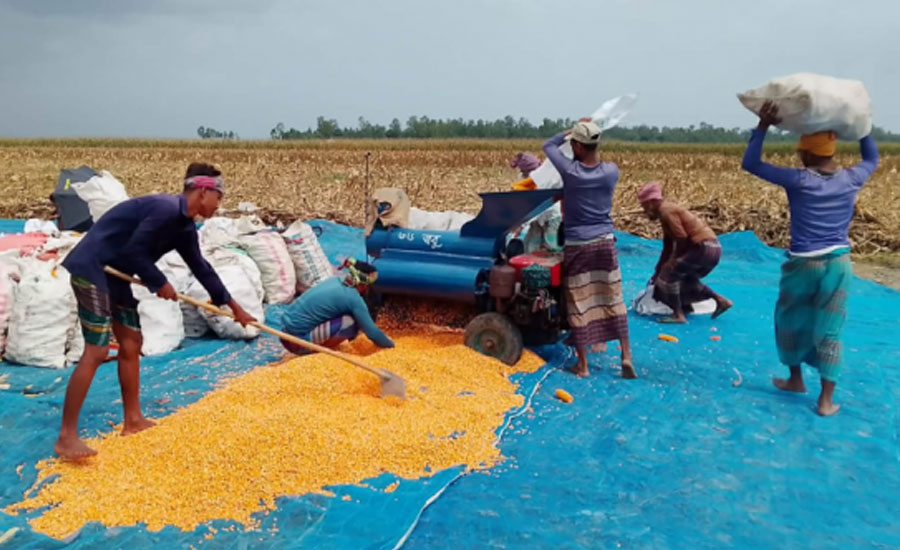অতিরিক্ত বৃষ্টি ও দামের ধসে দিশেহারা চিলমারীর ভুট্টাচাষিরা