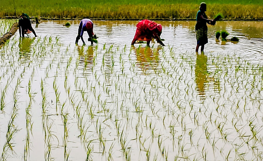 আউস ধান রোপনে ব্যস্ত কৃষক