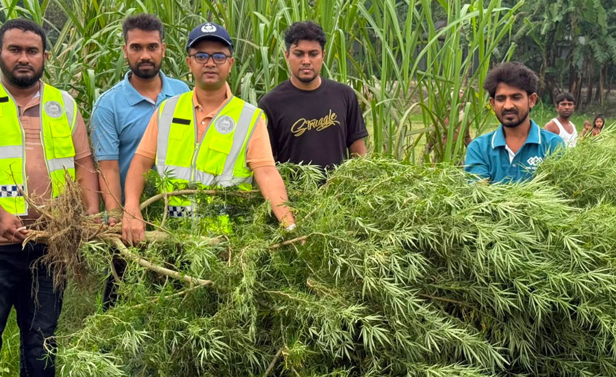 ভূরুঙ্গামারীতে চরের মরিচক্ষেতে মিলল ১০ ফুটের গাঁজাগাছ, জব্দ করল পুলিশ