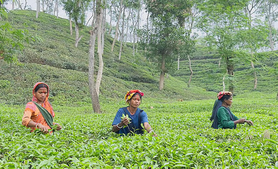 শ্রীমঙ্গলে এত বৃষ্টি হয় কেন