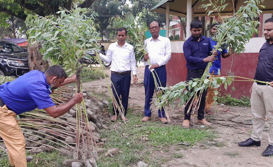জব্দের পর ধ্বংস পরিবেশবিধ্বংসী ইউক্যালিপটাস গাছ