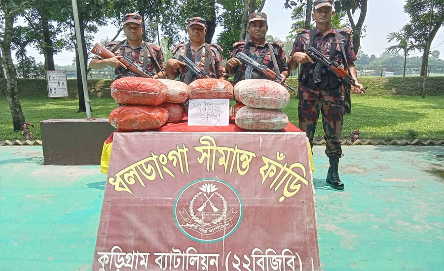 ভূরুঙ্গামারীতে কাঠের গোলায় বিজিবির অভিযান, ৫৩ কেজি গাঁজা আটক