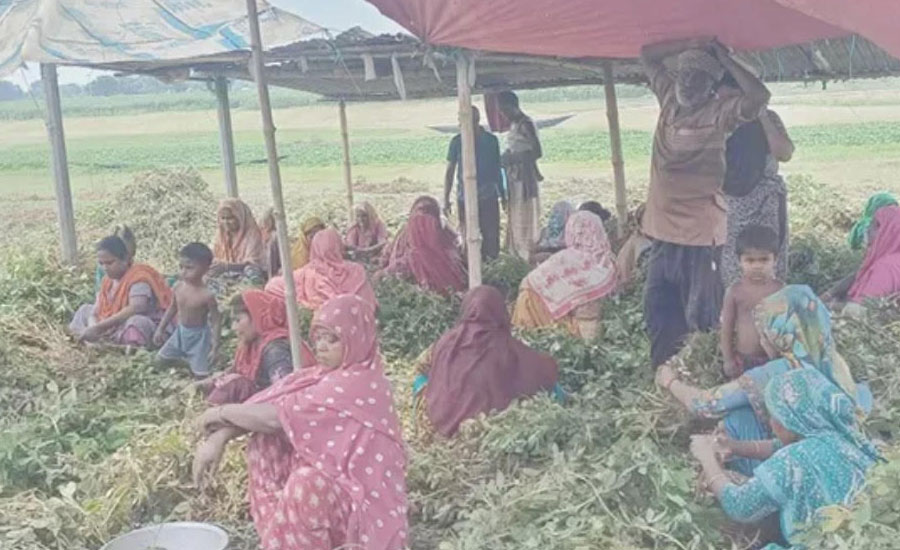 চীনাবাদামের বিপ্লবে ভাগ্য বদলাচ্ছে কৃষকের