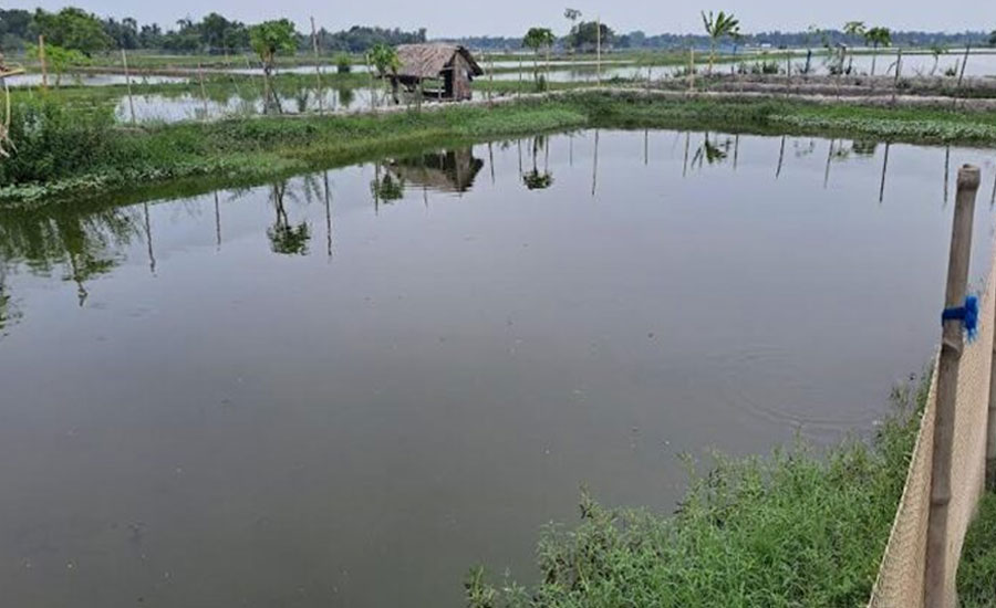 পুকুরে শোল মাছ চাষে স্বাবলম্বী শতাধিক পরিবার 