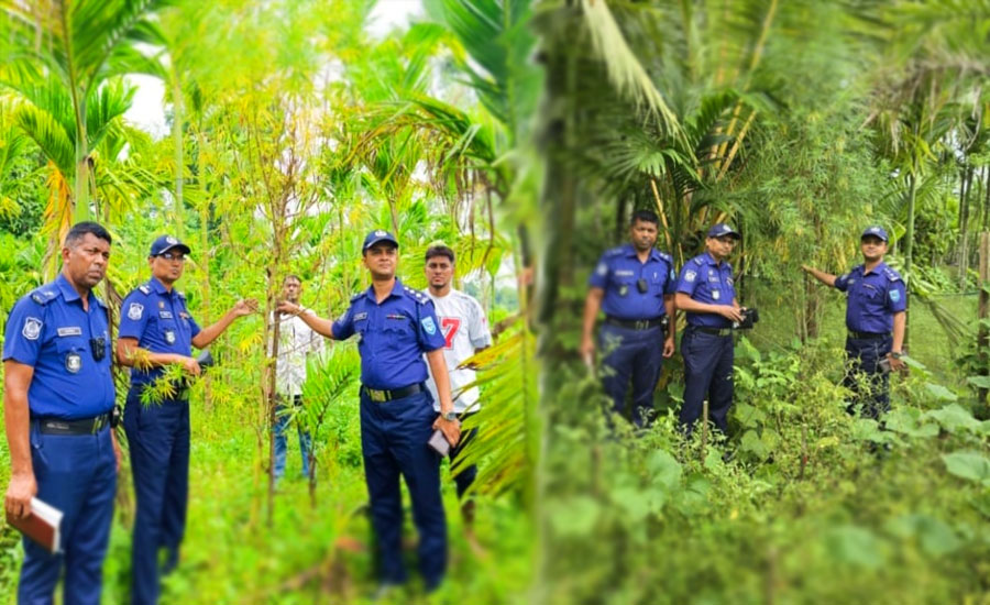 ভূরুঙ্গামারীতে সুপারি বাগানের আড়ালে গাঁজা চাষ, চারটি গাছ জব্দ