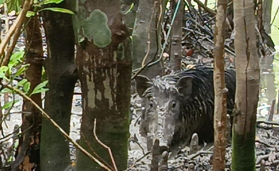 সুন্দরবনে ফাঁদে আটকে পড়া বন্য শুকর উদ্ধারের পর অবমুক্ত