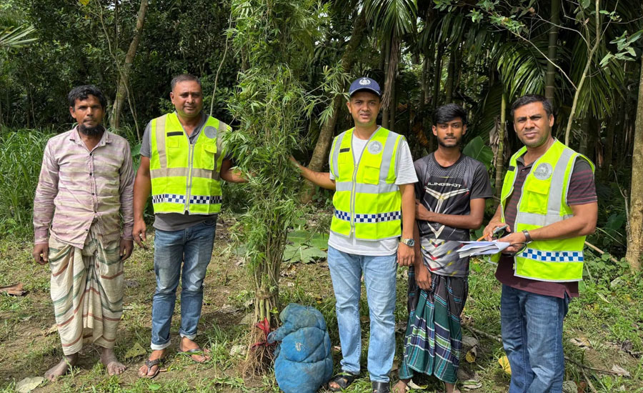 সীমান্তে বিশেষ বেষ্টনীতে গাঁজা চাষ, অভিযানে অর্ধশতাধিক গাছ উদ্ধার