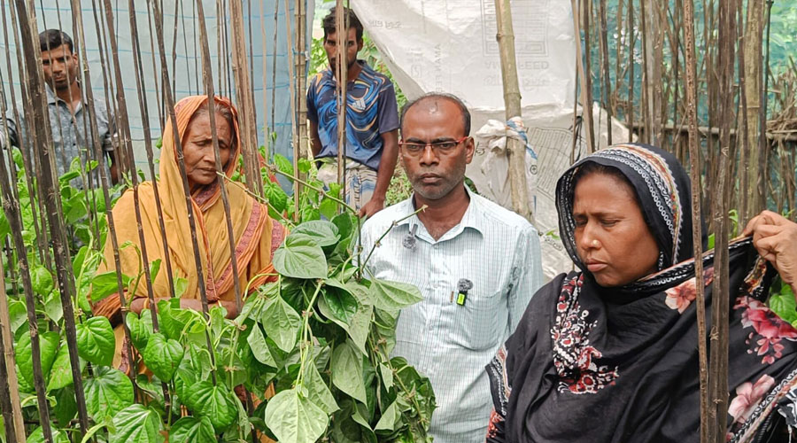 পানের বরজে কীটনাশক প্রয়োগ করে কৃষকের ২ লাখ টাকার ক্ষতির অভিযোগ