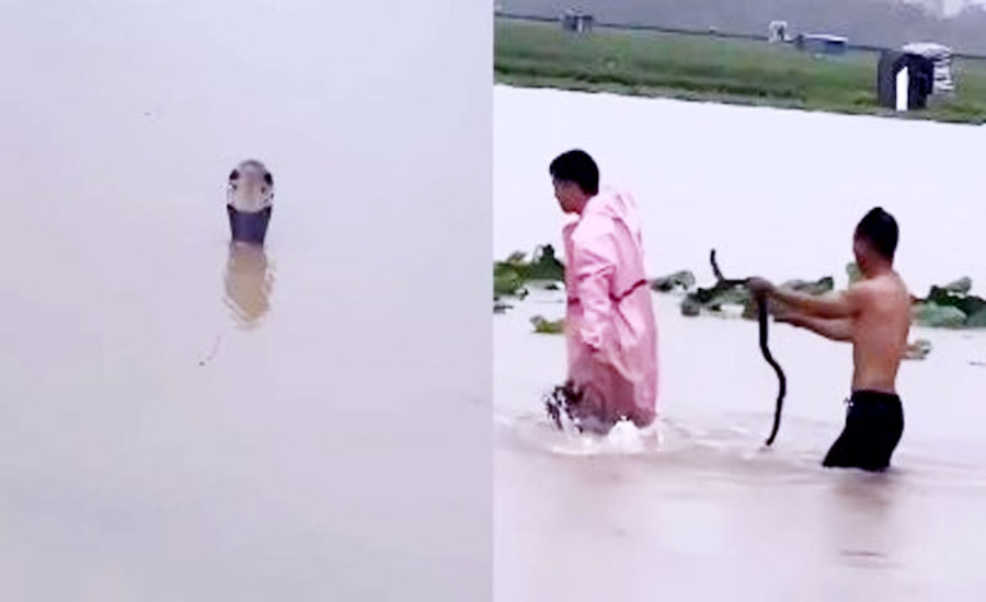 বন্যার পানিতে ভেসে এলো খামারের ৯০০ সাপ, কামড়ে নারীর মৃত্যু 