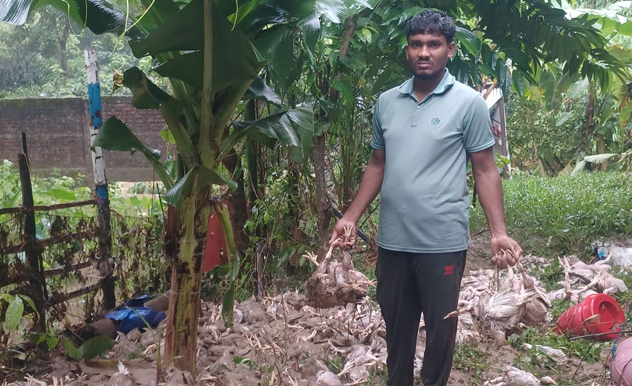 বাঙ্গালহালিয়াতে টানা বৃষ্টিতে প্লাবিত হয়ে সাদেক পোল্ট্রি ফার্মের ৫ লক্ষ টাকার মুরগী পানিতে তলিয়ে গেছে