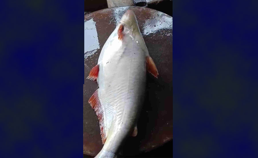 চরভদ্রাসন বাজারে ১২ কেজি ওজনের পদ্মার পাঙ্গাস, বিক্রি হলো ১৪ হাজার ৫০০ টাকায়