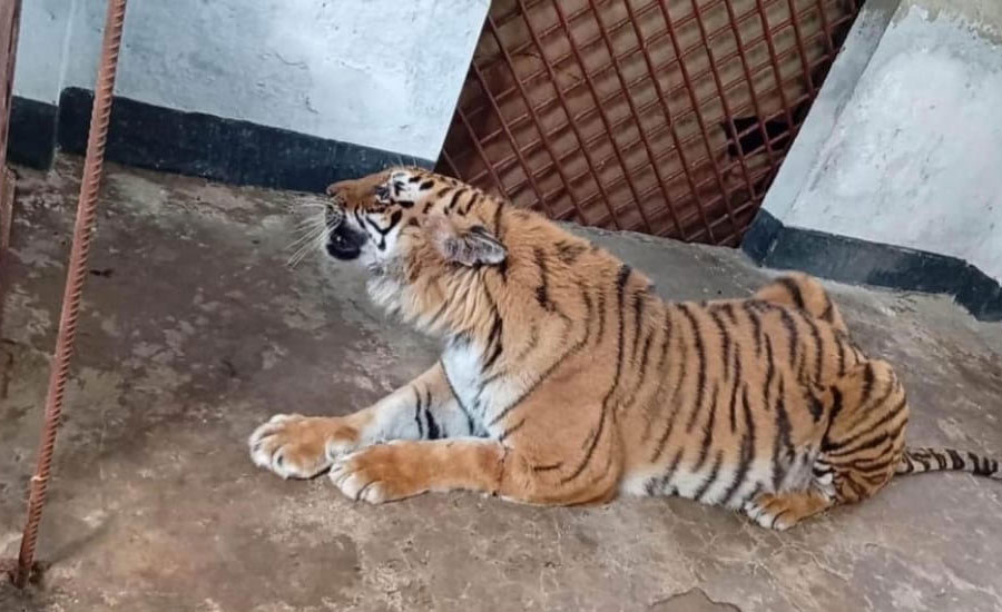 সুন্দরবন সাতক্ষীরা রেঞ্জে দেশের ইতিহাসে প্রথমবার ছয় মাস চিকিৎসার পর সুস্থ হয়ে সুন্দরবনে ফিরছে আহত বাঘিনী