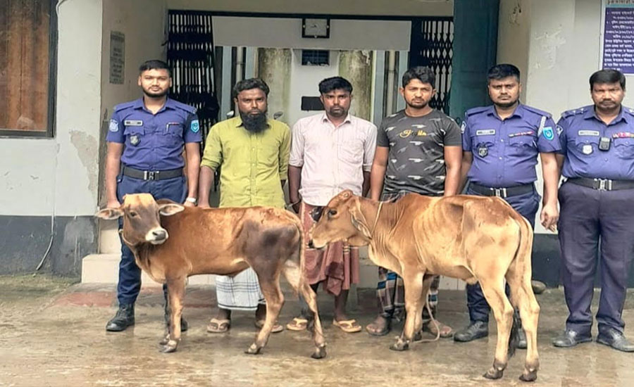 ভূরুঙ্গামারীতে ভারতীয় গরু সহ ৩ যুবক গ্রেপ্তার