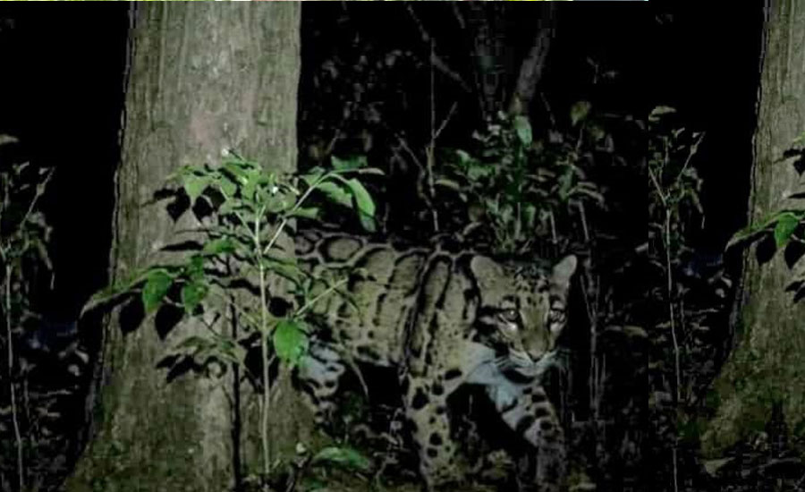 শ্রীপুরে ‘বাঘ’ আতঙ্ক! ভিডিও ভাইরাল, বন বিভাগের দাবি—‘এটি সম্ভবত মেছো বিড়াল’