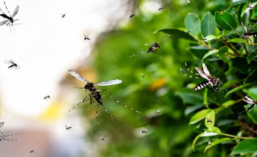 ৬ লাখ মশা ছাড়া হচ্ছে যুক্তরাষ্ট্রে, ঘটনা কী?