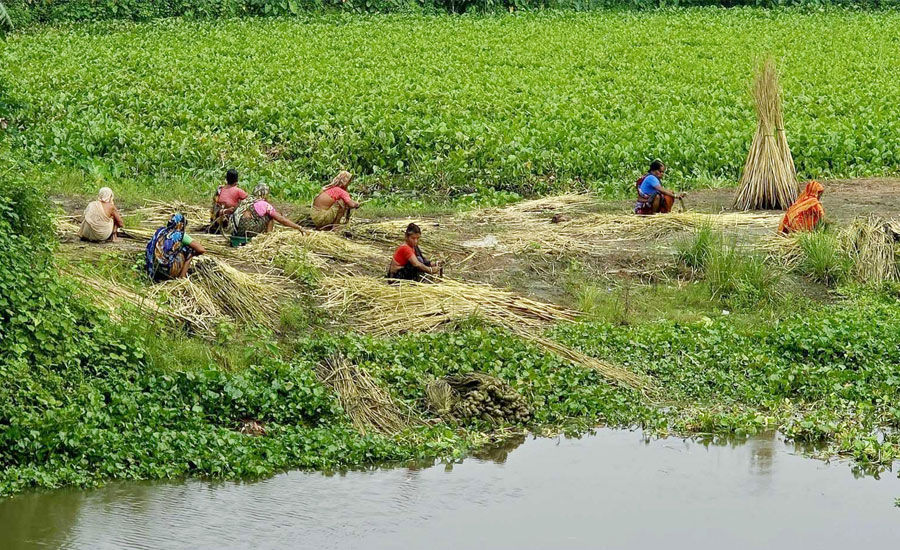 চরভদ্রাসনে পাটের বাম্পার ফলনের সম্ভাবনা, উৎপাদন বাড়ছে ৭০ মে.টন