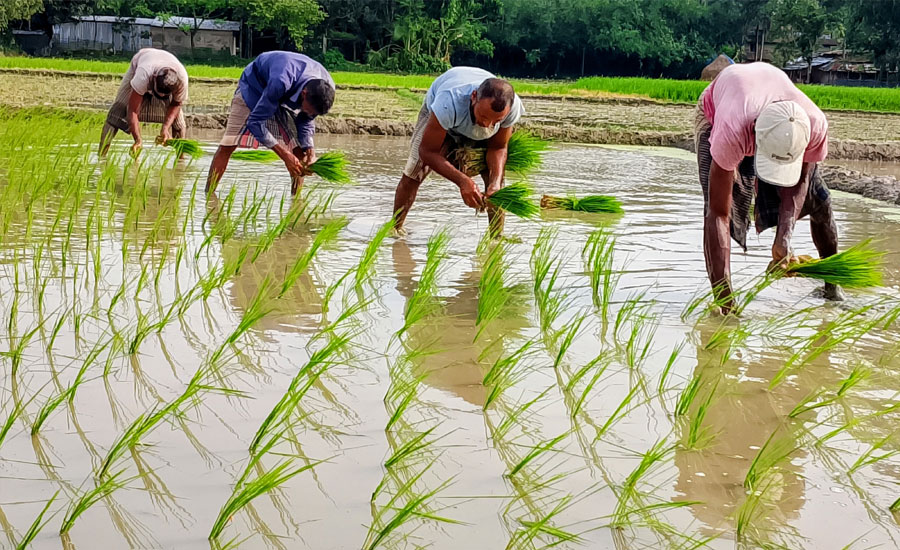 আমন ধান রোপণে ব্যস্ত কৃষক