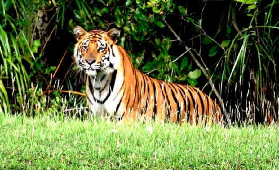 জলবায়ু পরিবর্তন ও খাদ্যসংকটে সুন্দরবনের বাঘ, বর্তমানে ১২৫টি বাঘ রয়েছে 