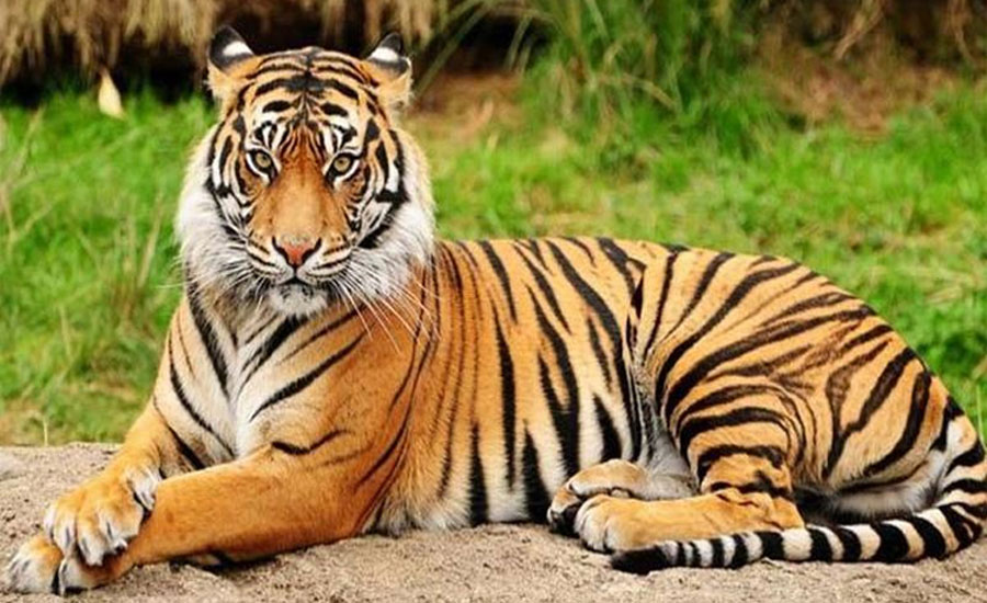 জলবায়ু পরিবর্তন ও খাদ্যসংকটে সুন্দরবনের বাঘ,বর্তমানে ১২৫টি বাঘ রয়েছে 