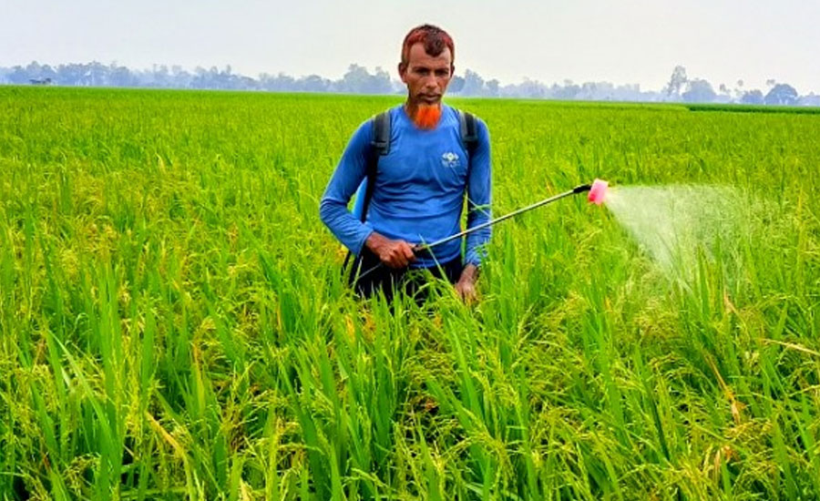 পত্নীতলায় আউশ ধানের পরিচর্যায় ব্যস্ত কৃষক