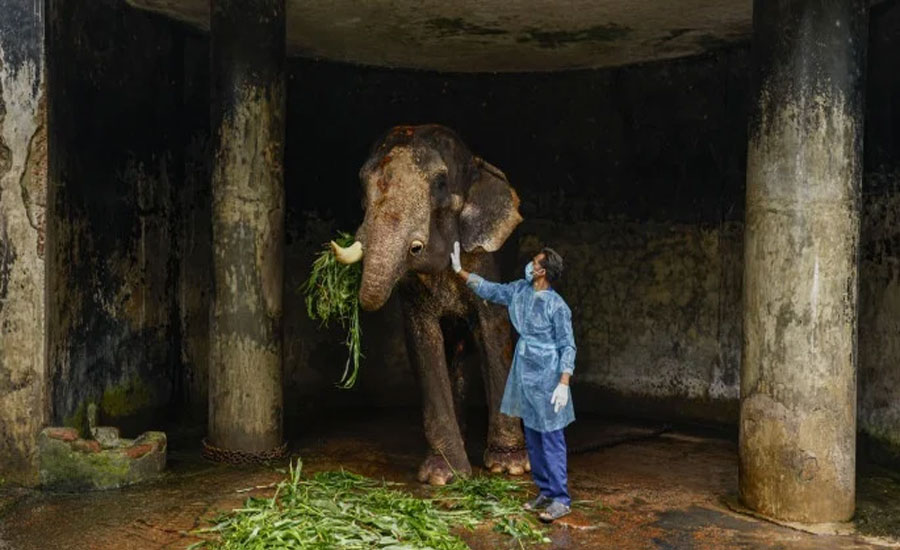 বাদশা বাহাদুর: নির্যাতন থেকে রেহাই, কিন্তু সে এখন যাবে কোথায়?