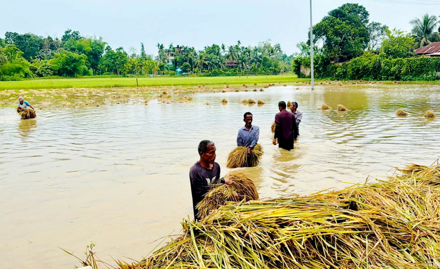 কৃষকের স্বপ্ন ডুবলেও কৃষক ভাসে জলে