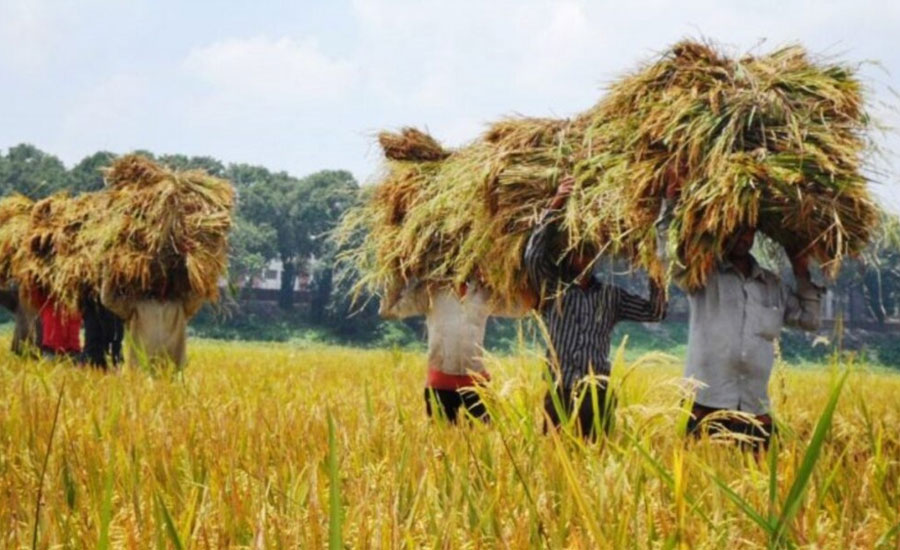 আউশ ধানের দামে হতাশ চাষিরা