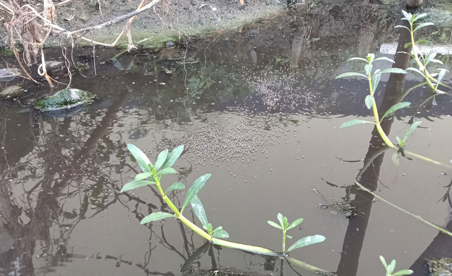 গাজীপুরে বাড়ছে ডেঙ্গুর প্রকোপ, হাসপাতালে রোগীর চাপ