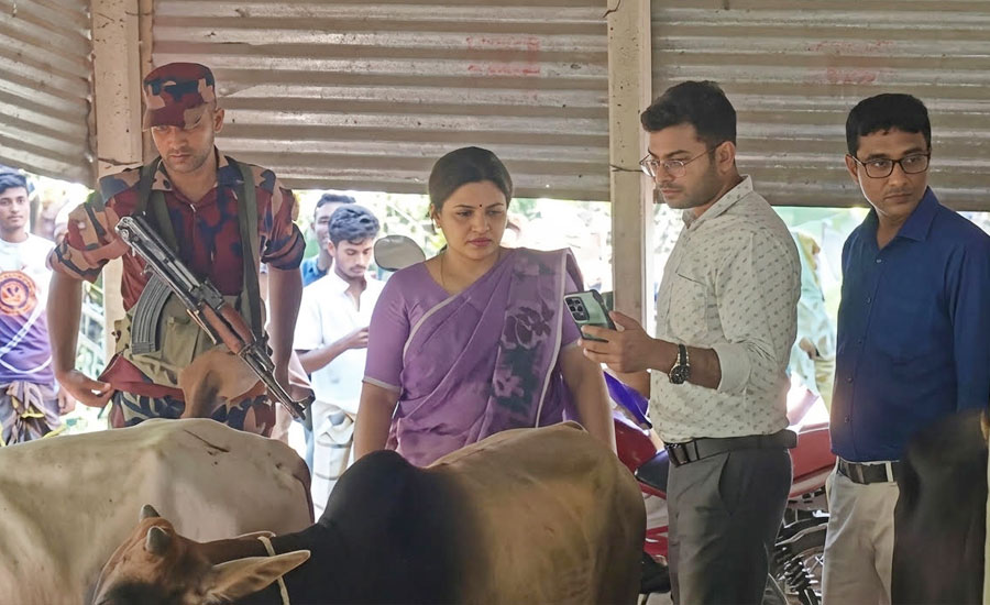চোরাই গরুর খবরে চেয়ারম্যান প্রার্থীর বাড়িতে বিজিবির অভিযান