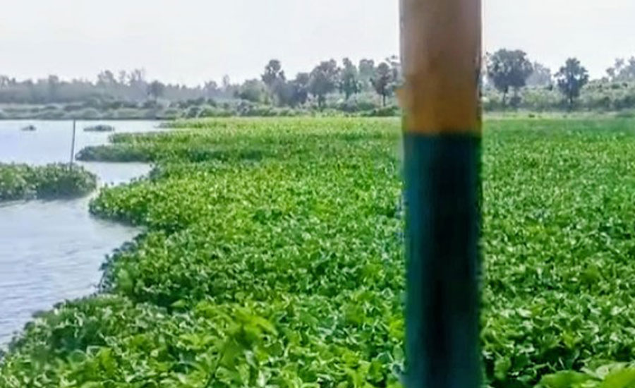 পত্কনীতলায় চুরিপানায় হারাচ্ছে দিবর দীঘির সৌন্দর্য, সংস্কারের দাবি