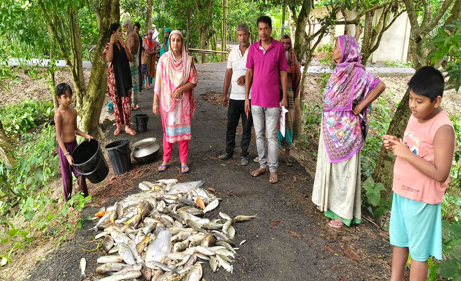 বিষ ঢেলে ৪ লাখ টাকার মাছ নিধন: আলফাডাঙ্গায় প্রতিবেশীর বিরুদ্ধে অভিযোগ