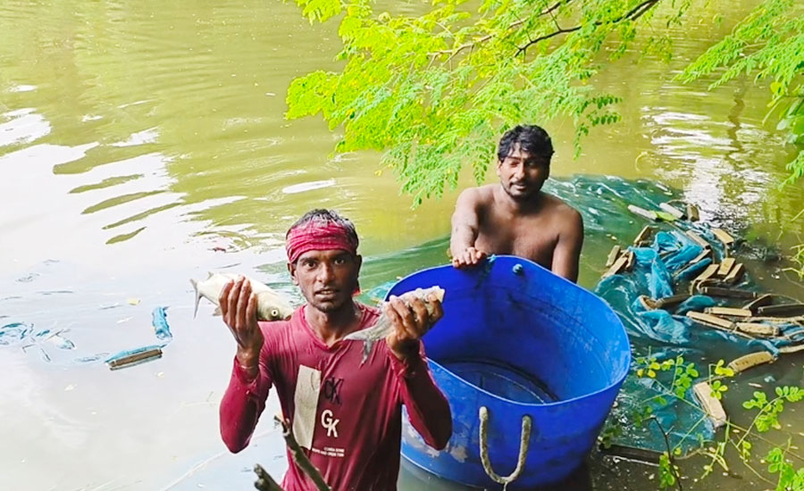 বিষ ঢেলে ৪ লাখ টাকার মাছ নিধন: আলফাডাঙ্গায় প্রতিবেশীর বিরুদ্ধে অভিযোগ