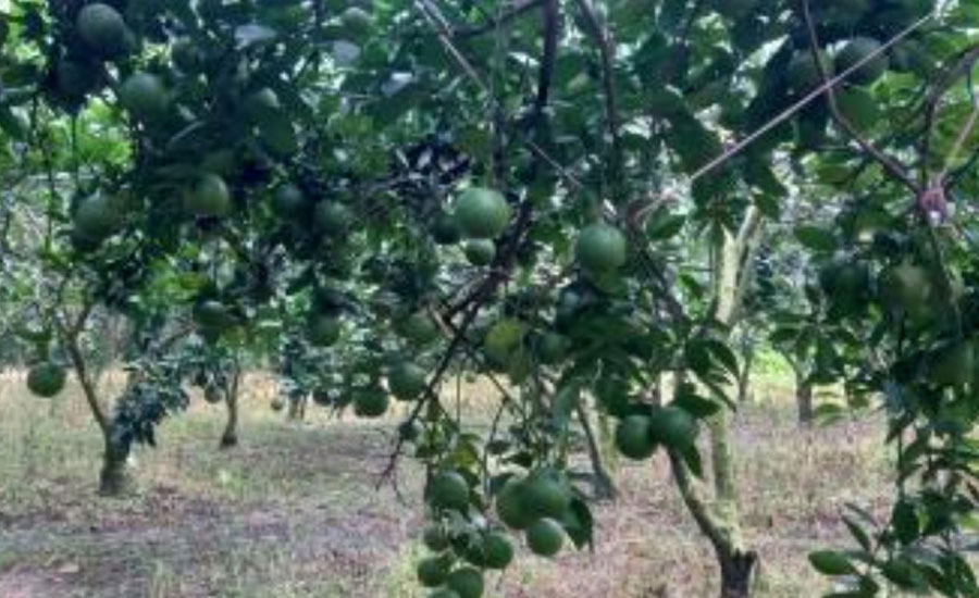 উপকুলের লবনাক্ত আবহাওয়া মাটিতে সাবেক ব্যাংকার জিয়াউদ্দিনের মাল্টা চাষে সফলতা 