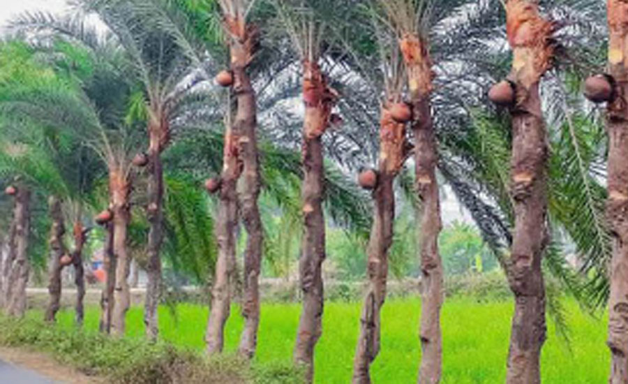 নাটোরের লালপুরে শীতের ছোঁয়ায় খেজুর গাছে ৬৪ কোটি টাকার বাণিজ্য