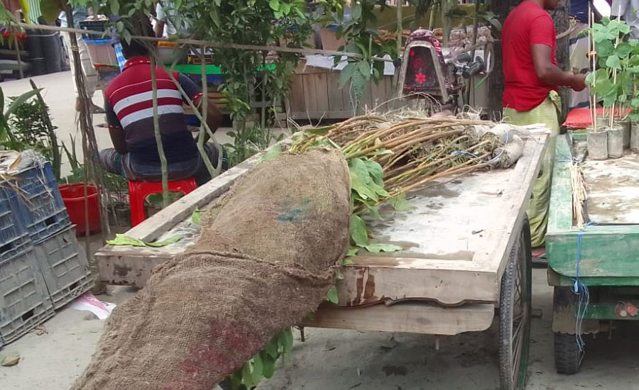 নিষেধাজ্ঞা উপেক্ষা করে ভূরুঙ্গামারীতে বিক্রি হচ্ছে ইউক্যালিপটাস চারা