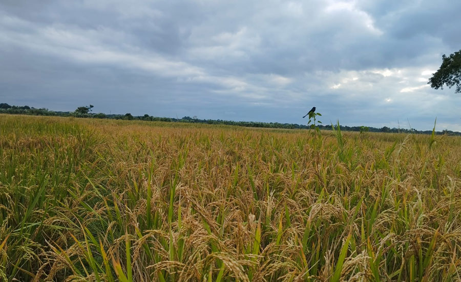 ঘূর্ণিঝড় মিধিলি' র প্রভা‌বে য‌শো‌রের কৃষ‌কের কপা‌লে চিন্তার ভাজ!