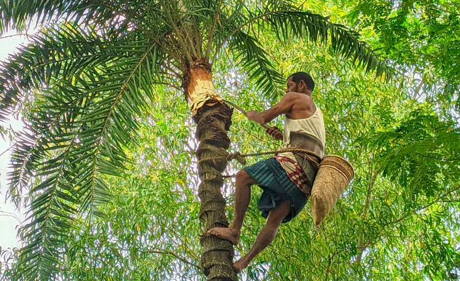 মানিকগঞ্জে প্রস্তুত গাছিরা, ধুম পরেছে গেজুর রস আহরণের