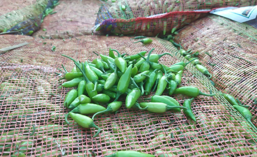 হিলি বন্দরে ভারতীয়  কাঁচামরিচ আমদানি শুরু 